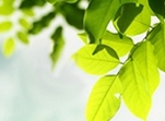 orange_photo6